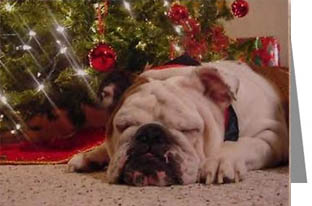 English Bulldog Pup Christmas Cards